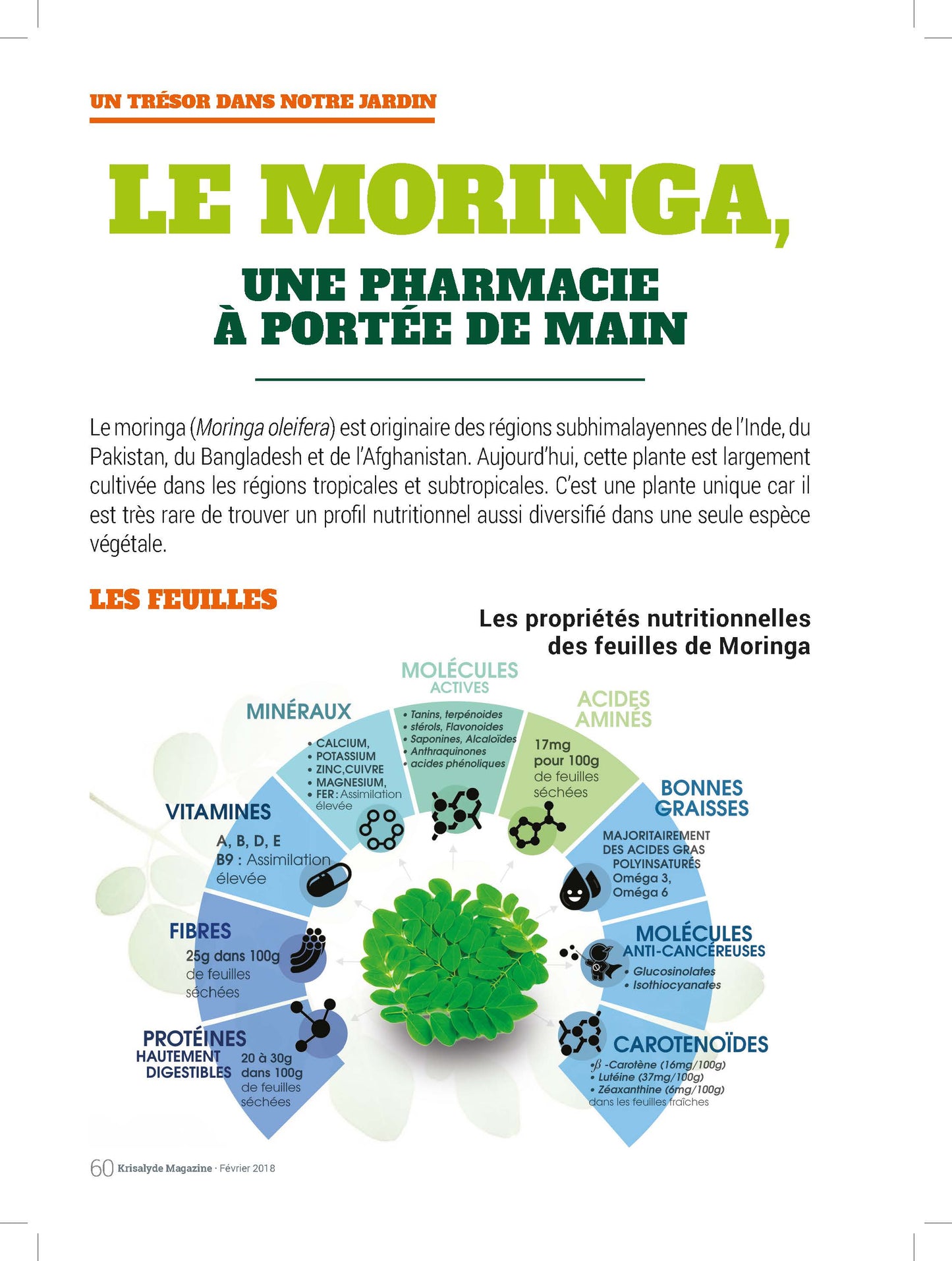 POUDRE DE MORINGA